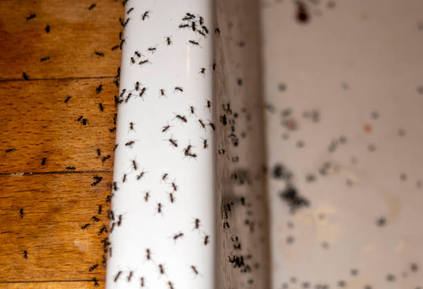 Best Spider Control Near Me  in Coral Hills, MD