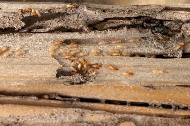 Best Pest Control for Homes  in Coral Hills, MD