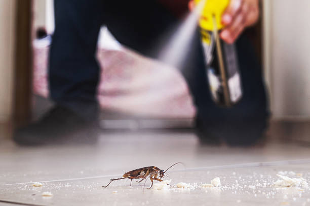 Reliable Coral Hills, MD Pest Control Solutions